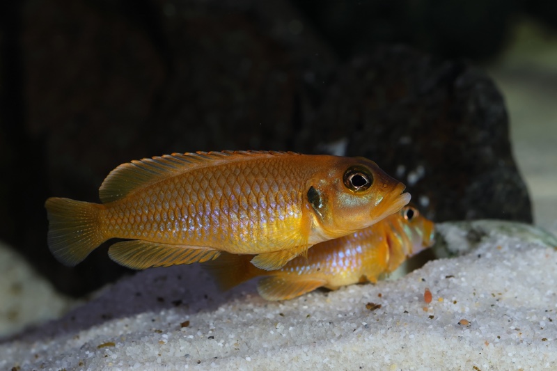 Lamprologus ocellatus (Gold)